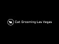 Cat Grooming Las Vegas